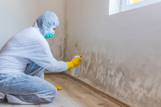Professional mold removal team in Worcester