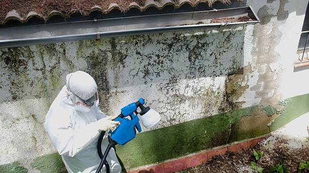 Mold Removal service in Worcester